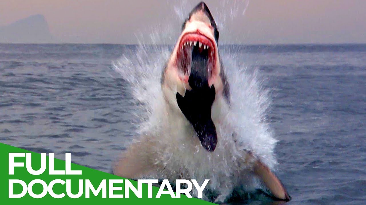 ⁣Shark Business | Blue Realm | Free Documentary Nature