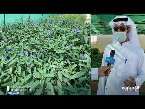 مشتل بلدية رفحاء ينتج 160 ألف زهرة وشتلة للوصول للاكتفاء الذاتي