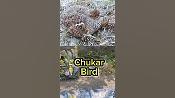 Chukar bird #chukar #bird #youtubeshorts #shorts