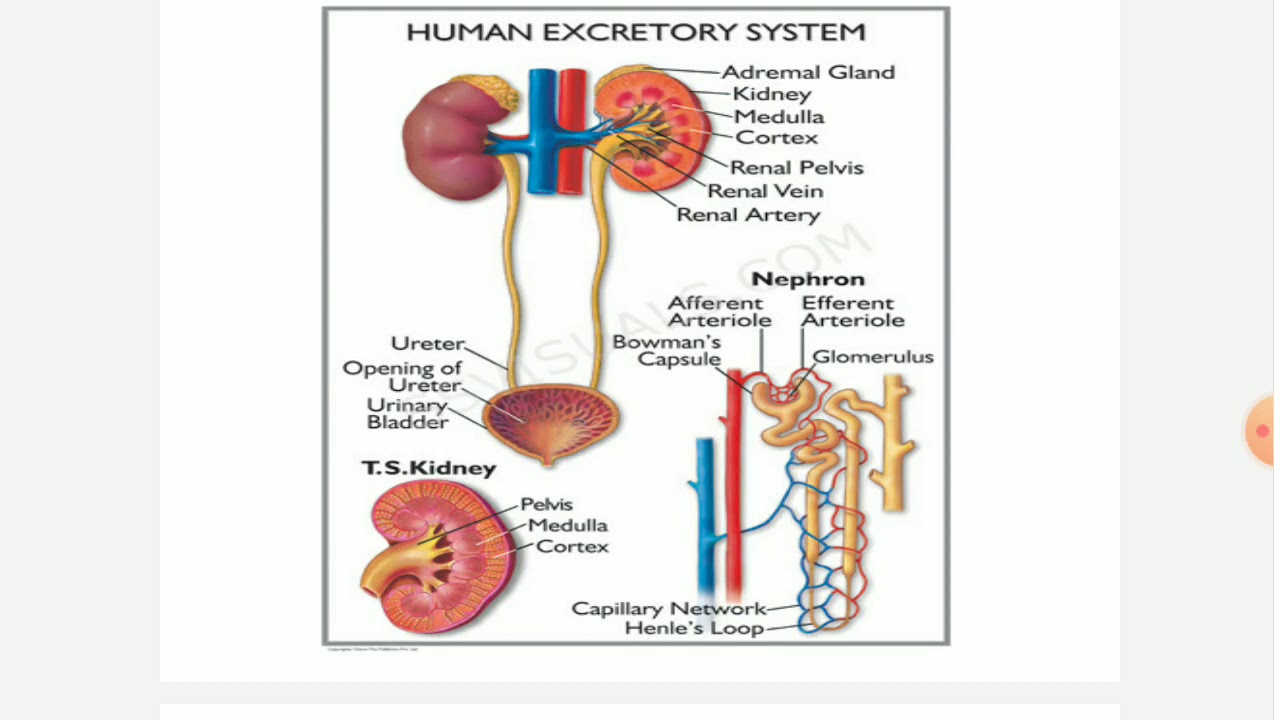 Human excretory system class 10 life process YouTube
