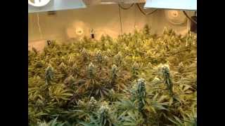 7200 Watt NYCD Flower Room @ Day 43 of Flower
