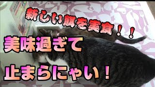 【猫】新しい餌をあげてみた