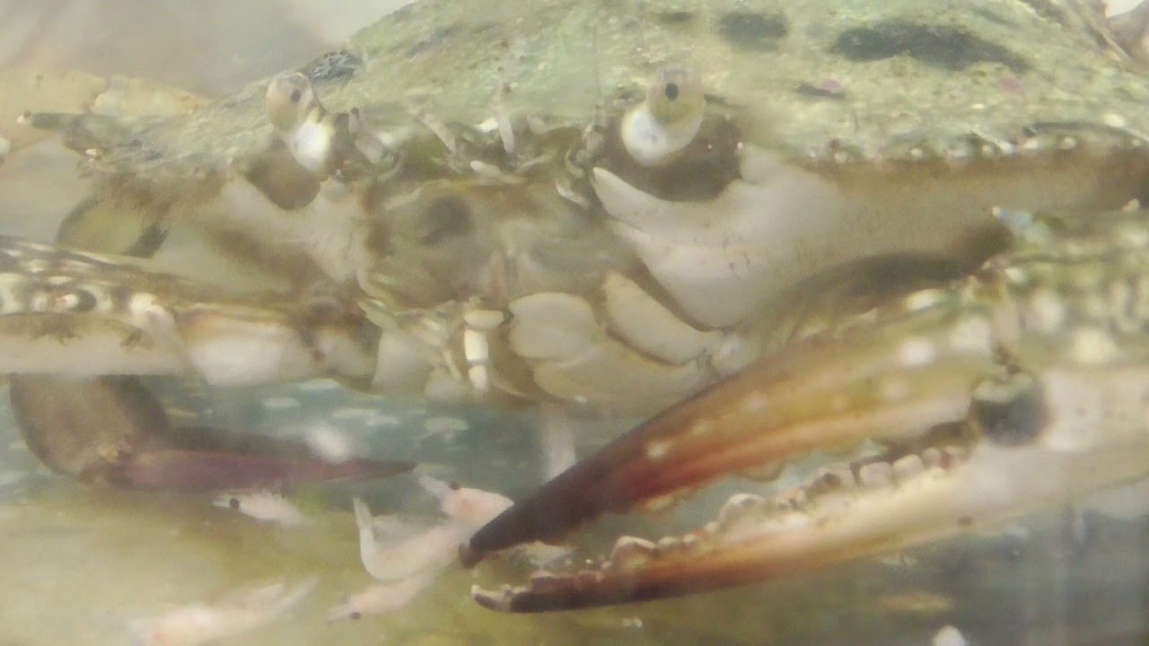 ハサミが大きいのかかなり食べづらそうにしているワタリガニ 器用に大きなハサミを使って上手い事食べています 食べづらそう と思うのは人間の勝手な偏見でしょうか Youtube ハサミが大きいのかかなり食べづらそうにしているワタリガニ 器用に大きなハサミを使って上手い事食べています 食べづらそう と思うのは人間の勝手な偏見でしょうか Youtube