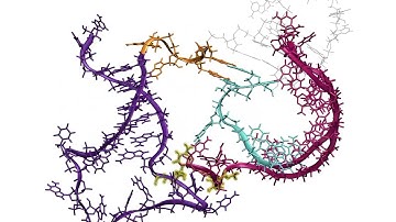 RNA folding in action