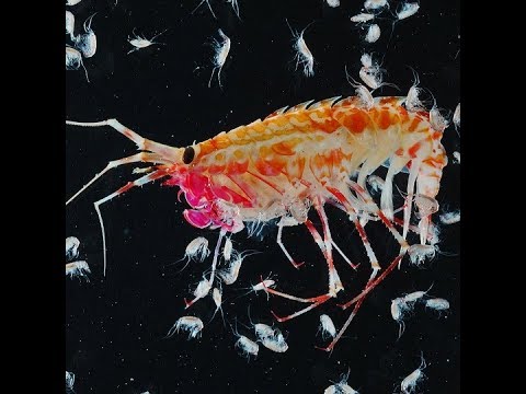 science jobs london Expedition to uncover hidden life in mystery Antarctic realm