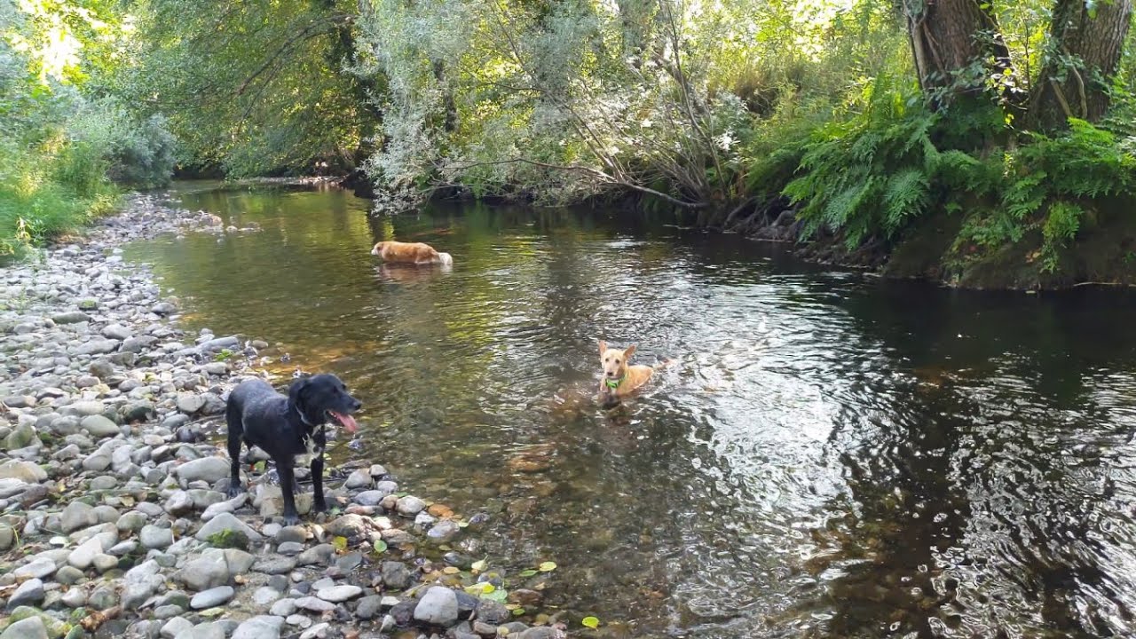 2025-07-05 As Minhas Cadelas