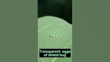Transparent eggs of shield bug | #shorts #shieldbug