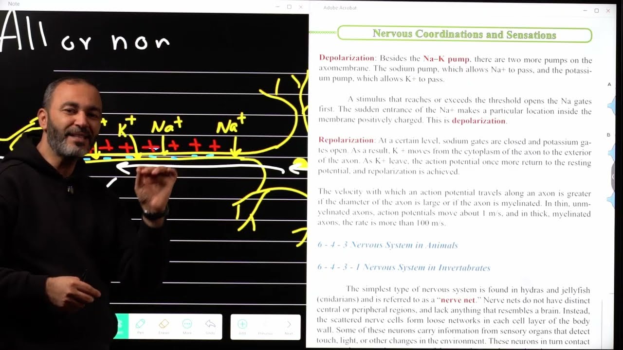 transmission of impulses through neurons