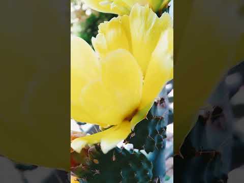 ازهار وأشواك