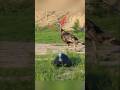 Тихий выстрел в голову индейки в дикой природе #ЛучшийВыстрел #ВыстрелВГолову #ОхотаСЛуком#huntin