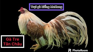 Cập Nhật Gà Tre Tân Châu Đuôi Dài - Trại Gà Kiểng Me Kong