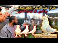 Visiting The Syrian Breeder Abu Faisal Al Hamwi Who Breeds Torpedo Pigeons Or Pomegranate Seeds Visiting The Syrian Breeder Abu Faisal Al Hamwi Who Breeds Torpedo Pigeons Or Pomegranate Seeds