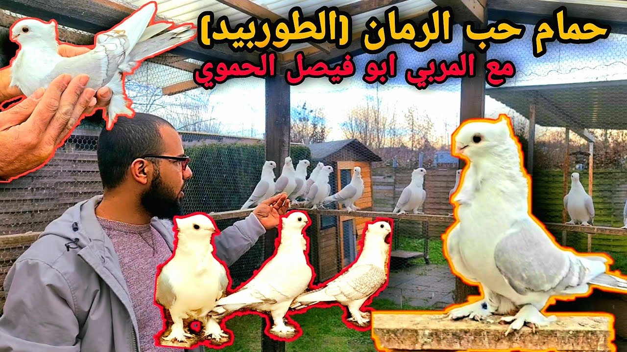 حمام حب الرمان مع الاخ أبو فيصل الحموي