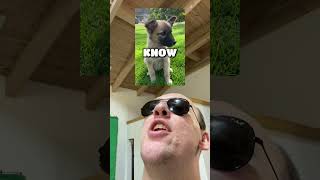 Oreo is taking it wellish #satire #comedy #funny #memes #jokes #pets #dnd