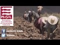 TITIRI, Bolivia: Promoción de la organización y producción agropecuaria.