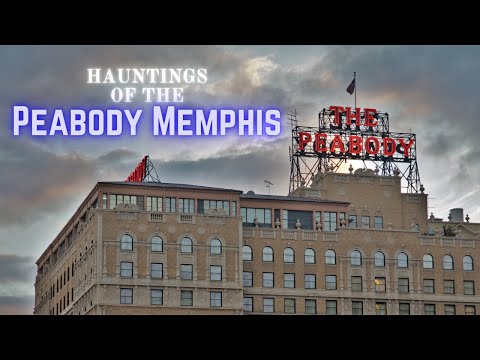 Video: Rosat Peabody në Hotelin Peabody në Memphis