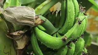 Украинские бананы от отечественного садовода: выращивание и уход | Новости садоводства