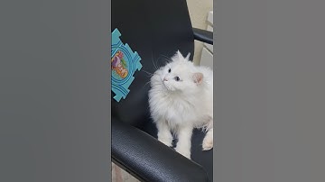 I Am  Not Lazy | Just on Energy saving Mode | #shorts