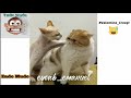 2019 Best Of Ethiopians IG Funny Video Compilations 3 2019 Best Of Ethiopians IG Funny Video Compilations 3