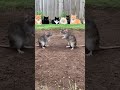 Rats Throwing Punches in a Garden Arena… Cats Watching Calmly 😼🐀#catlife #cute #mouse #orangecat