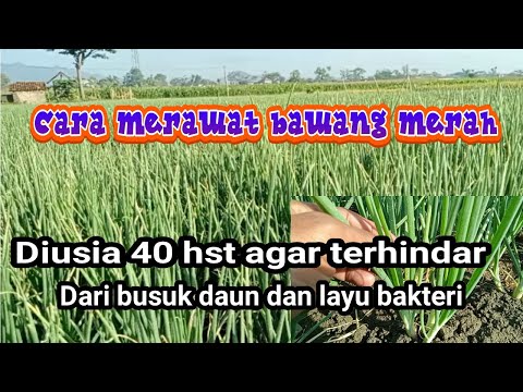 Video: Kontrol Busuk Lembut Bakteri Bawang: Mengobati Bawang dengan Busuk Lembut Bakteri