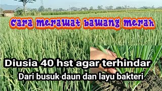 How to care for shallots at 40 days after planting to avoid leaf rot and bacterial wilt
