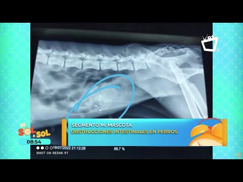 Video: Bloqueo intestinal y cirugía abdominal en perros