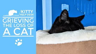 Grieving the Loss of a Cat by Kitty Help Desk 103 views 3 weeks ago 13 minutes, 15 seconds