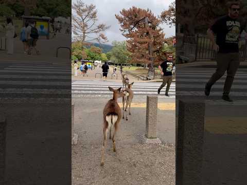 日本の奈良公園で驚きの鹿の横断！観光客の反応が話題に🎥🦌| なんて賢い！🧠 鹿が人のように待って安全に横断🚶‍♂️🦌
