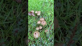 Mushrooms Grown in Garden Lawn after Rain