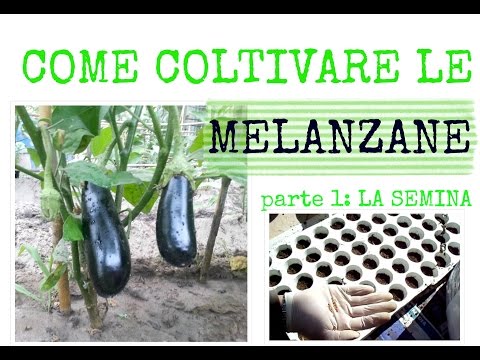 Video: Semina Melanzane