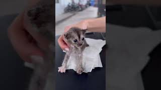 This Is Illegal Level Of Cuteness.