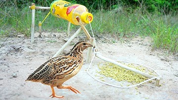 Easy quail bird trap using bottle & wood / How to make easy quail bird trap