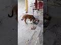 #लियो
