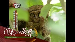20170828【消失的國界│冬奧加拿大&印尼美娜多特輯PART2】美娜多生態豐富!豆丁海馬全世界體積最小 侏儒眼鏡猴獨有│李天怡主持│三立新聞台
