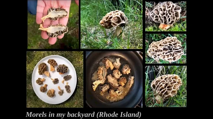 Illinois Mycological Association's Holiday Slide S...