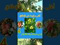 Les Maladies Des Arberes Pommier Protections Fongicide Fruit 