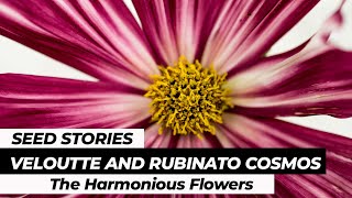 SEED STORIES | Veloutte and Rubinato Cosmos: The Harmonious Flower