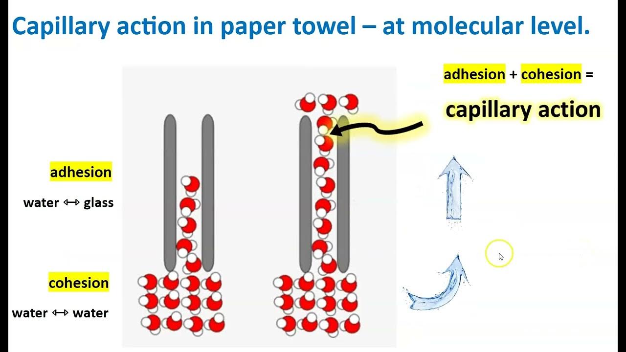Capillary Action explained YouTube