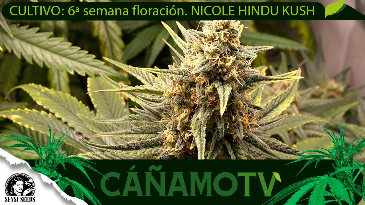 CULTIVO: 6ª semana FLORACIÓN de NICOLE HINDU KUSH con Sensi Seeds, Biobizz y Mars Hydro LED