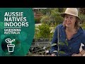 Grow Aussie natives indoors: varieties, tips and tricks