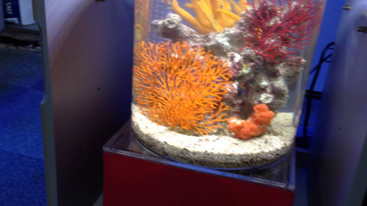 変えれま水位 円柱水槽レイアウトサンプル 海水魚ショップ やどかり屋 Youtube 変えれま水位 円柱水槽レイアウトサンプル 海水魚ショップ やどかり屋 Youtube
