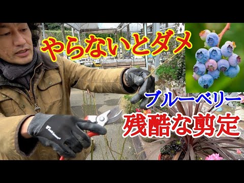 初心者は絶対にやらなくてはいけないブルーベリーの剪定教えます【ガーデニング】【園芸】【育て方】