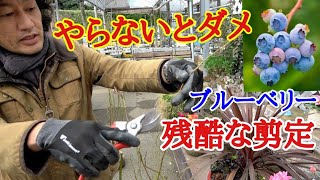 初心者は絶対にやらなくてはいけないブルーベリーの剪定教えます【ガーデニング】【園芸】【育て方】