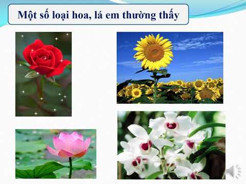 Video Mỹ thuật 4 - Bài 2 - Vẽ theo mẫu: Vẽ hoa, lá - YouTube