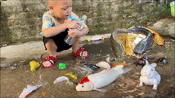 Tổng hợp video cá cảnh đẹp,bắt con cá vàng ở suối cá , con cua , cá Hồng vĩ, cá Molly, cá beta , rùa