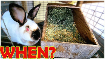 👉 Breeding Rabbits | When to put in Rabbit Nest Box?