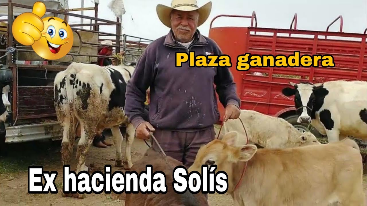 Mercado de animales ex hacienda Solis TEMASCALCINGO / Todos los Jueves
