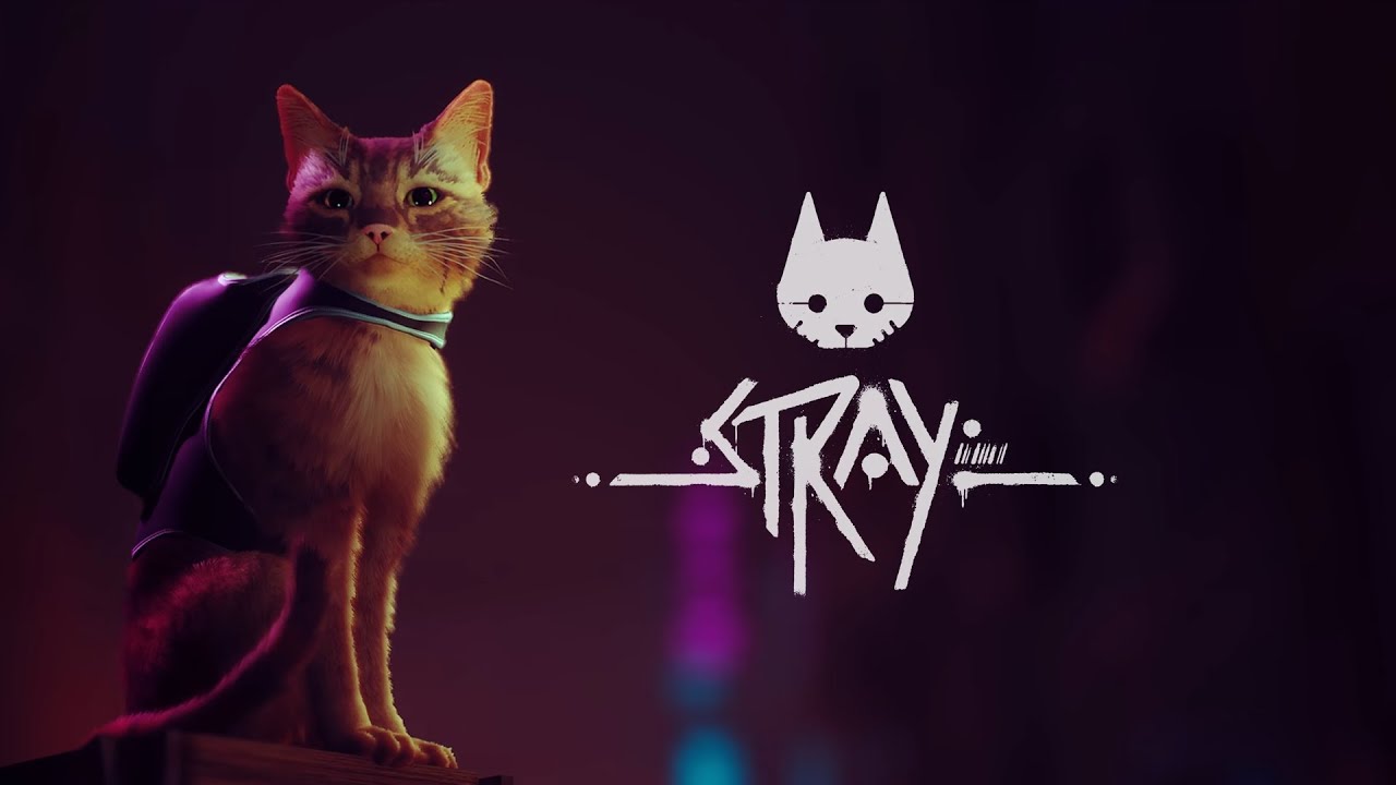 Stray 29 [Today's kitten] - YouTube