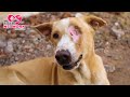 Rescue stray dog with massive head wound  fully recovered